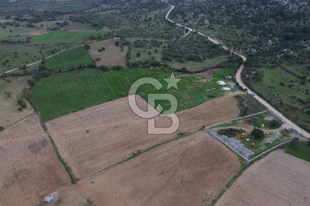 Çanakkale Ezine Yahyaçavus Köyü Satılık Tarla !