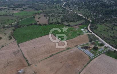 Çanakkale Ezine Yahyaçavus Köyü Satılık Tarla !