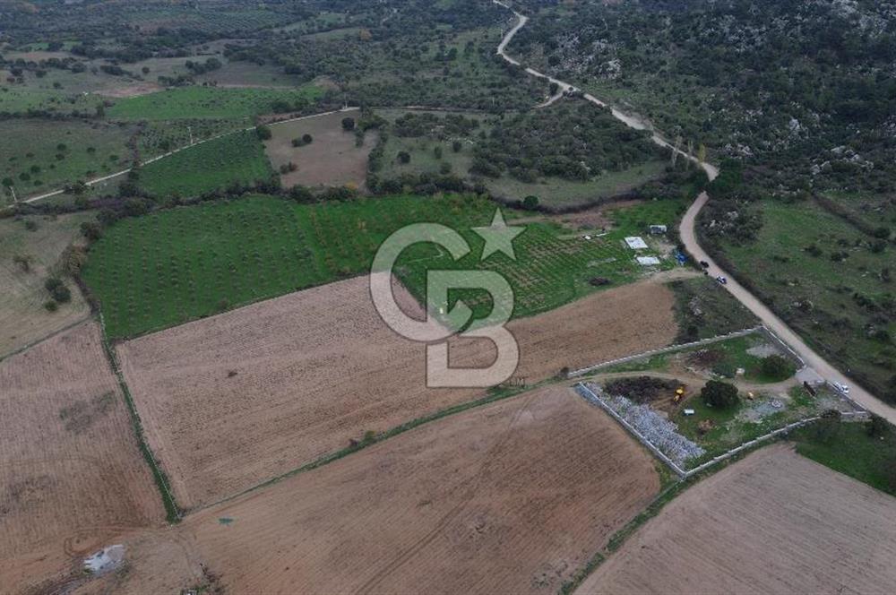 Çanakkale Ezine Yahyaçavus Köyü Satılık Tarla !