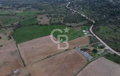 Çanakkale Ezine Yahyaçavus Köyü Satılık Tarla !