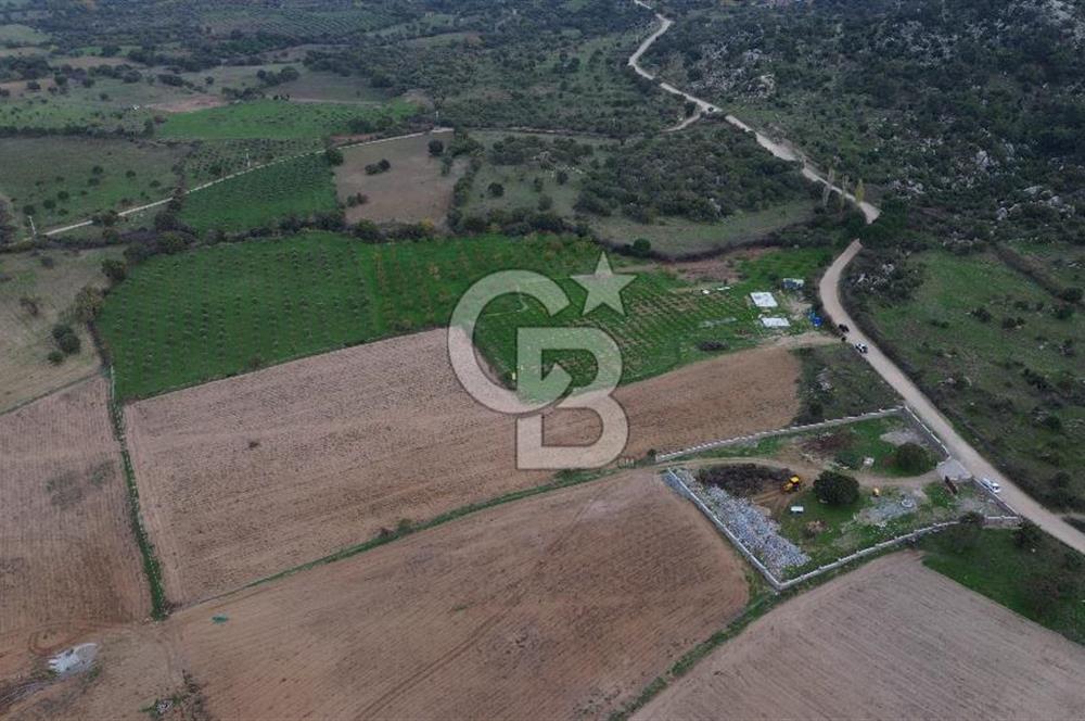 Çanakkale Ezine Yahyaçavus Köyü Satılık Tarla !