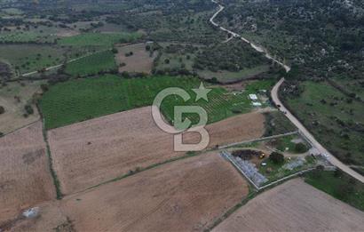 Çanakkale Ezine Yahyaçavus Köyü Satılık Tarla !