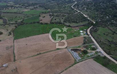 Çanakkale Ezine Yahyaçavus Köyü Satılık Tarla !