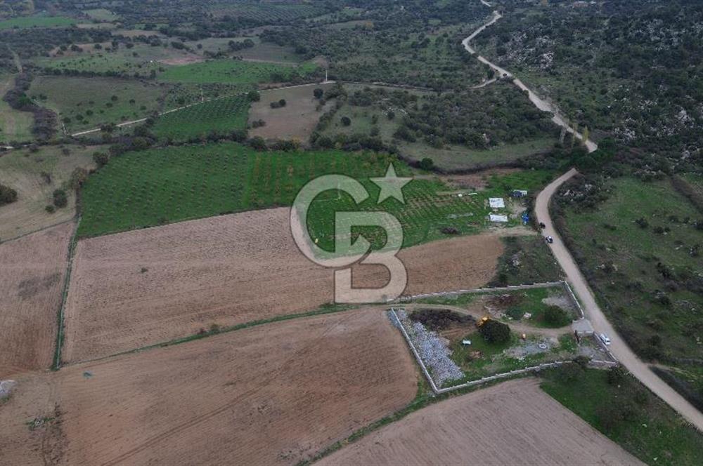 Çanakkale Ezine Yahyaçavus Köyü Satılık Tarla !