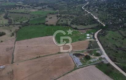 Çanakkale Ezine Yahyaçavus Köyü Satılık Tarla !