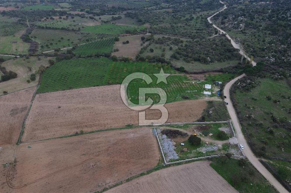 Çanakkale Ezine Yahyaçavus Köyü Satılık Tarla !