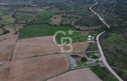 Çanakkale Ezine Yahyaçavus Köyü Satılık Tarla !