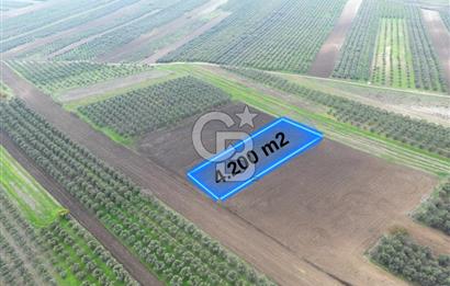 KARACABEY İSMETPAŞA'da SATILIK 4.200 m2 TARLA