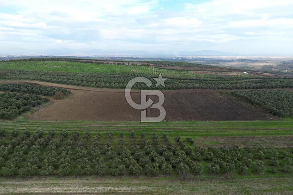 KARACABEY İSMETPAŞA'da SATILIK 4.200 m2 TARLA