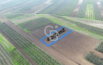 KARACABEY İSMETPAŞA'da SATILIK 4.200 m2 TARLA