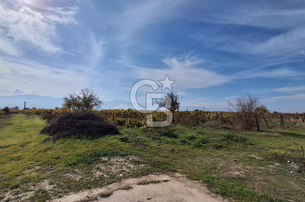 MUSELAND'DEN MANİSA SALİHLİ TAYTAN 12.210M² SATILIK ÜZÜM BAĞI