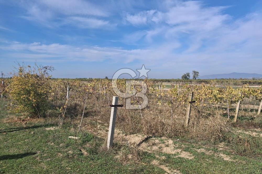 MUSELAND'DEN MANİSA SALİHLİ TAYTAN 12.210M² SATILIK ÜZÜM BAĞI