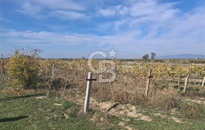 MUSELAND'DEN MANİSA SALİHLİ TAYTAN 12.210M² SATILIK ÜZÜM BAĞI