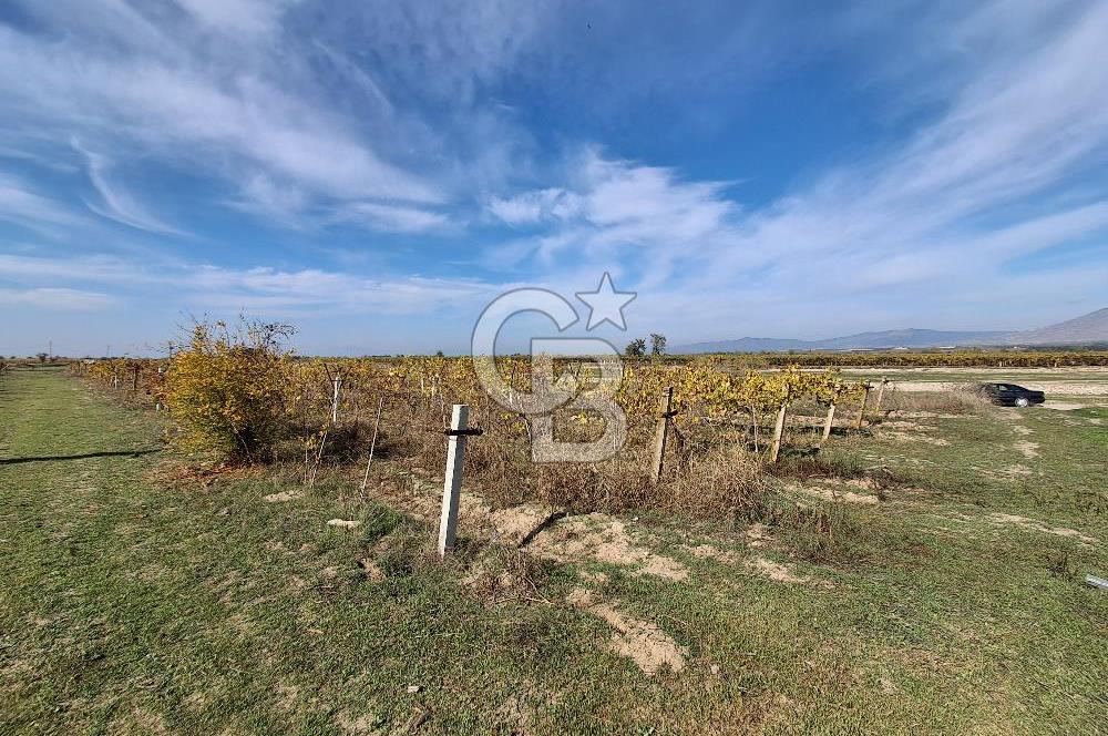 MUSELAND'DEN MANİSA SALİHLİ TAYTAN 12.210M² SATILIK ÜZÜM BAĞI