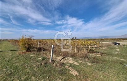 MUSELAND'DEN MANİSA SALİHLİ TAYTAN 12.210M² SATILIK ÜZÜM BAĞI