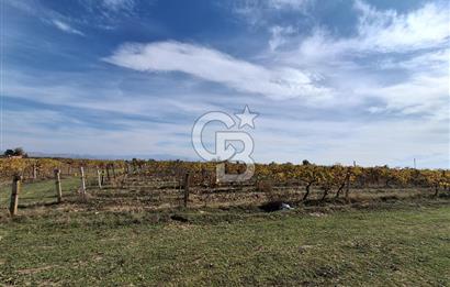 MUSELAND'DEN MANİSA SALİHLİ TAYTAN 12.210M² SATILIK ÜZÜM BAĞI