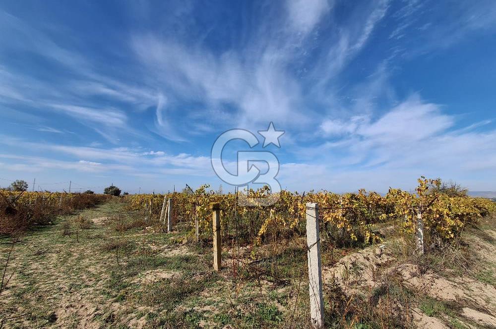 MUSELAND'DEN MANİSA SALİHLİ TAYTAN 12.210M² SATILIK ÜZÜM BAĞI