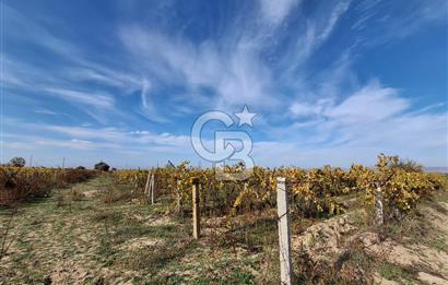 MUSELAND'DEN MANİSA SALİHLİ TAYTAN 12.210M² SATILIK ÜZÜM BAĞI