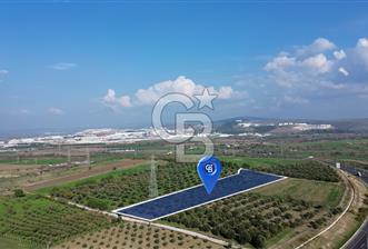 ALİAĞA GÜZELHİSAR ZEYTİNLİ YATIRIMLIK TARLA FIRSATI 12.266 m² - 5 - 313841