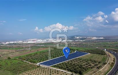 ALİAĞA GÜZELHİSAR ZEYTİNLİ YATIRIMLIK TARLA FIRSATI 12.266 m²