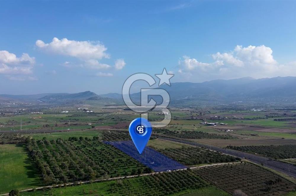 ALİAĞA GÜZELHİSAR ZEYTİNLİ YATIRIMLIK TARLA FIRSATI 12.266 m²