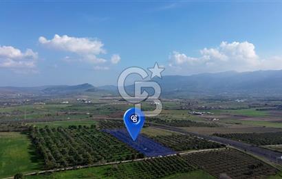 ALİAĞA GÜZELHİSAR ZEYTİNLİ YATIRIMLIK TARLA FIRSATI 12.266 m²
