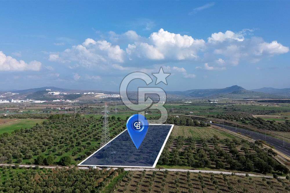 ALİAĞA GÜZELHİSAR ZEYTİNLİ YATIRIMLIK TARLA FIRSATI 12.266 m²