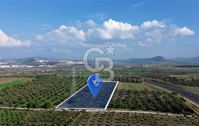 ALİAĞA GÜZELHİSAR ZEYTİNLİ YATIRIMLIK TARLA FIRSATI 12.266 m²