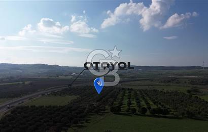 ALİAĞA GÜZELHİSAR ZEYTİNLİ YATIRIMLIK TARLA FIRSATI 12.266 m²