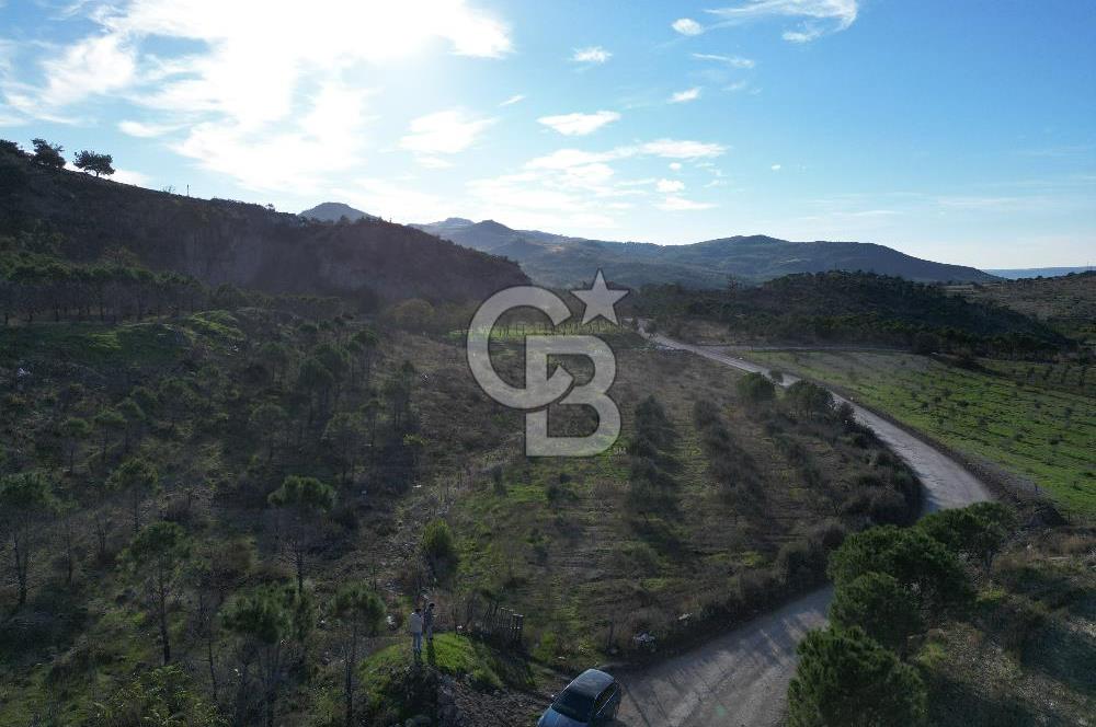 ÇANAKKALE MERKEZ KAYADERE KÖYÜNDE FIRSAT ZEYTİNLİK