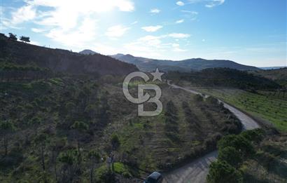 ÇANAKKALE MERKEZ KAYADERE KÖYÜNDE FIRSAT ZEYTİNLİK