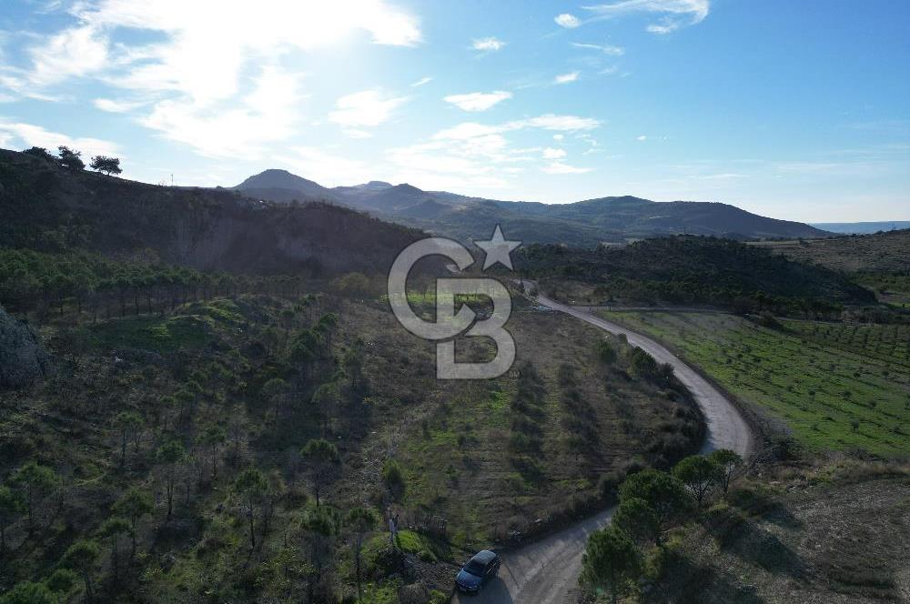 ÇANAKKALE MERKEZ KAYADERE KÖYÜNDE FIRSAT ZEYTİNLİK