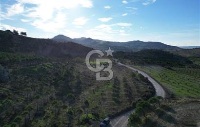 ÇANAKKALE MERKEZ KAYADERE KÖYÜNDE FIRSAT ZEYTİNLİK