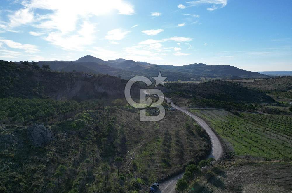 ÇANAKKALE MERKEZ KAYADERE KÖYÜNDE FIRSAT ZEYTİNLİK