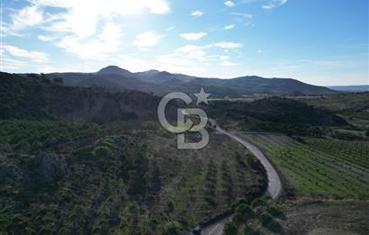 ÇANAKKALE MERKEZ KAYADERE KÖYÜNDE FIRSAT ZEYTİNLİK