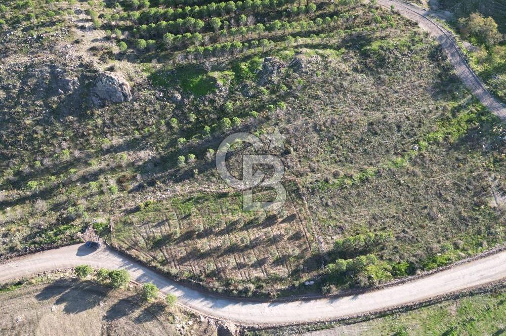 ÇANAKKALE MERKEZ KAYADERE KÖYÜNDE FIRSAT ZEYTİNLİK