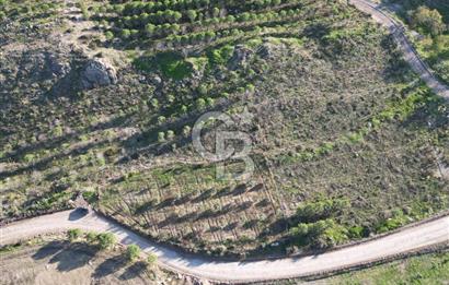 ÇANAKKALE MERKEZ KAYADERE KÖYÜNDE FIRSAT ZEYTİNLİK