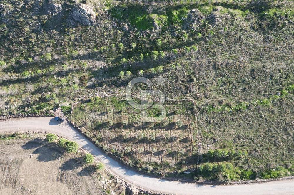 ÇANAKKALE MERKEZ KAYADERE KÖYÜNDE FIRSAT ZEYTİNLİK