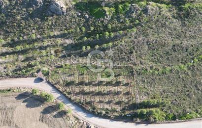 ÇANAKKALE MERKEZ KAYADERE KÖYÜNDE FIRSAT ZEYTİNLİK