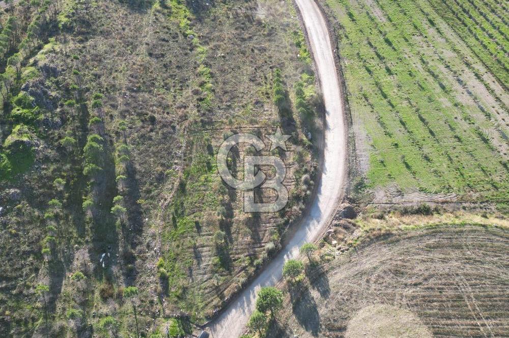 ÇANAKKALE MERKEZ KAYADERE KÖYÜNDE FIRSAT ZEYTİNLİK