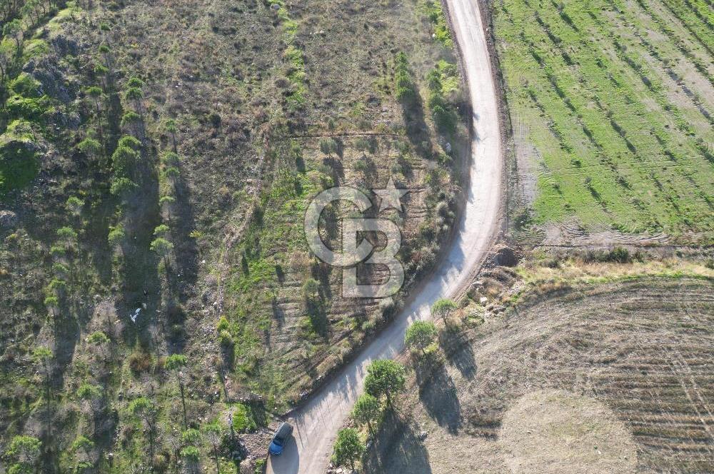 ÇANAKKALE MERKEZ KAYADERE KÖYÜNDE FIRSAT ZEYTİNLİK