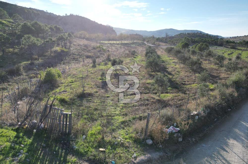 ÇANAKKALE MERKEZ KAYADERE KÖYÜNDE FIRSAT ZEYTİNLİK