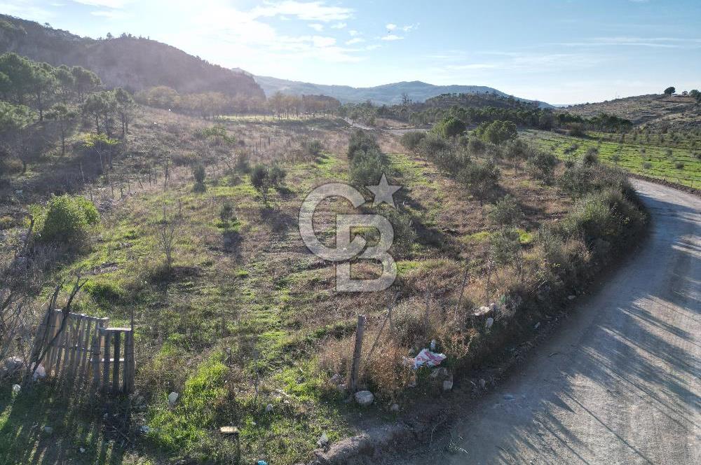 ÇANAKKALE MERKEZ KAYADERE KÖYÜNDE FIRSAT ZEYTİNLİK