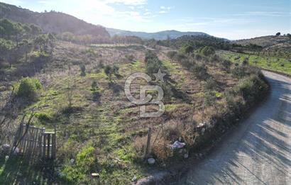 ÇANAKKALE MERKEZ KAYADERE KÖYÜNDE FIRSAT ZEYTİNLİK