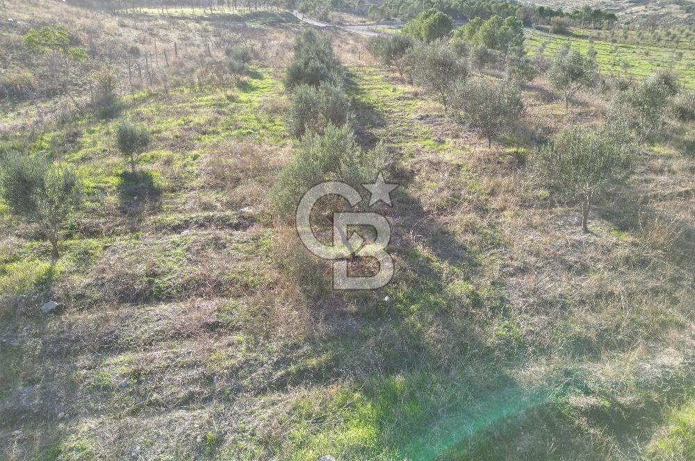 ÇANAKKALE MERKEZ KAYADERE KÖYÜNDE FIRSAT ZEYTİNLİK