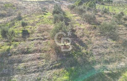 ÇANAKKALE MERKEZ KAYADERE KÖYÜNDE FIRSAT ZEYTİNLİK