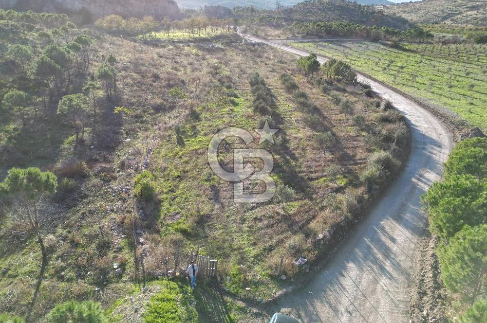 ÇANAKKALE MERKEZ KAYADERE KÖYÜNDE FIRSAT ZEYTİNLİK