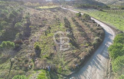 ÇANAKKALE MERKEZ KAYADERE KÖYÜNDE FIRSAT ZEYTİNLİK