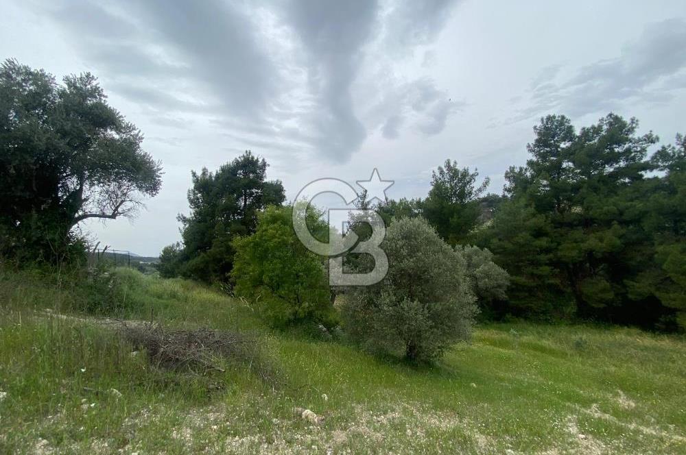 AYDIN SULTANHİSAR' da ESKİHİSAR mah. 7.418m2 SATILIK ZEYTİNLİK