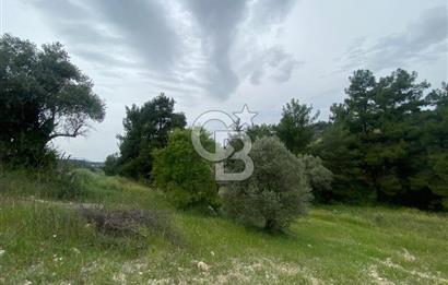 AYDIN SULTANHİSAR' da ESKİHİSAR mah. 7.418m2 SATILIK ZEYTİNLİK